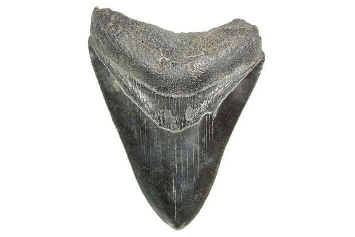 Fossil Megalodon Tooth - South Carolina #365767